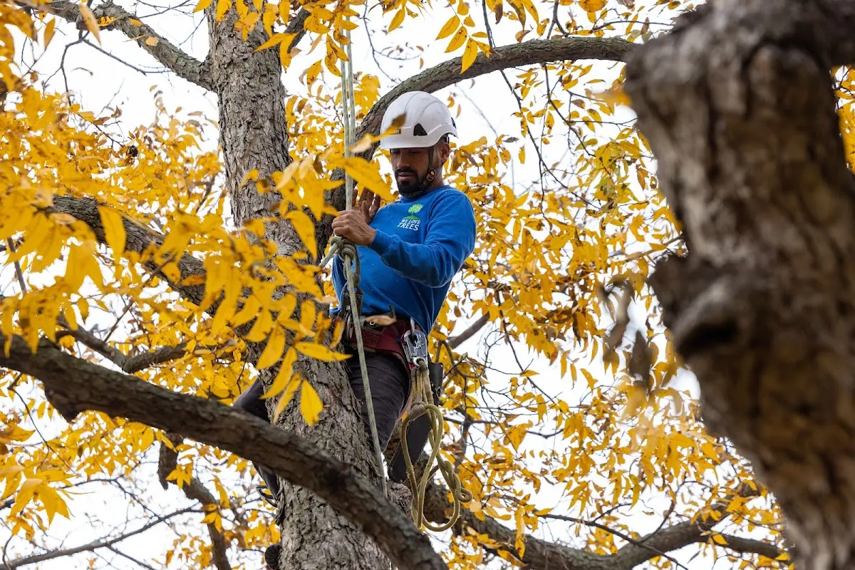 Skilled Tree Pruning crew working in Kings Canyon National Pk