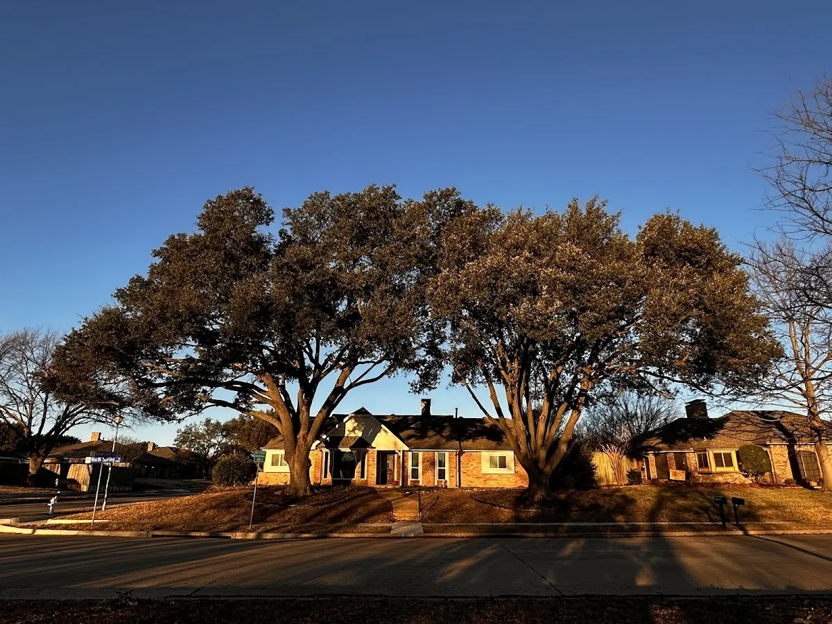 Established residential canopy tree shading a home in Kings Canyon National Pk